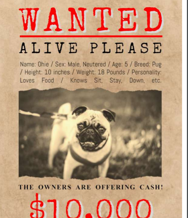 Lost Animal Wanted Poster Template